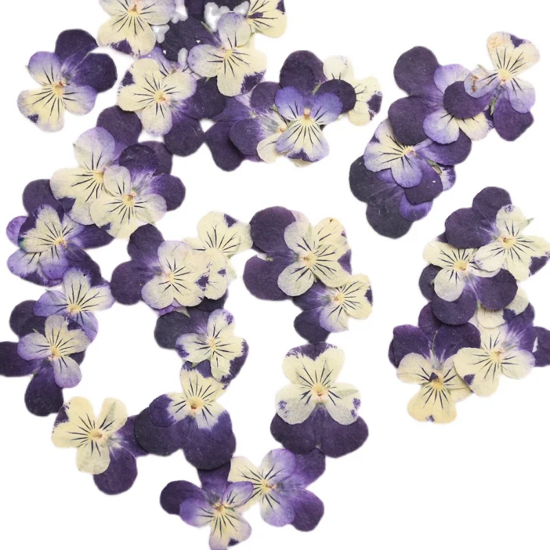 2-3cm/24pcs,nature Pressed Two - đánh giá và giá Herbal Wellness Drops