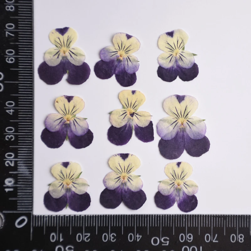 2-3cm/24pcs,nature Pressed Two - đánh giá và giá Herbal Wellness Drops